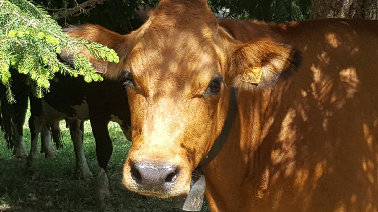 Appartamento Nid Douillet à la Louvée Combloux Esterno foto